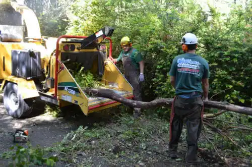 tree services Wainaku